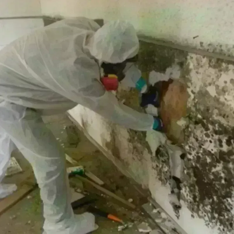 Mold Remediation and Removal in Pickett County, TN